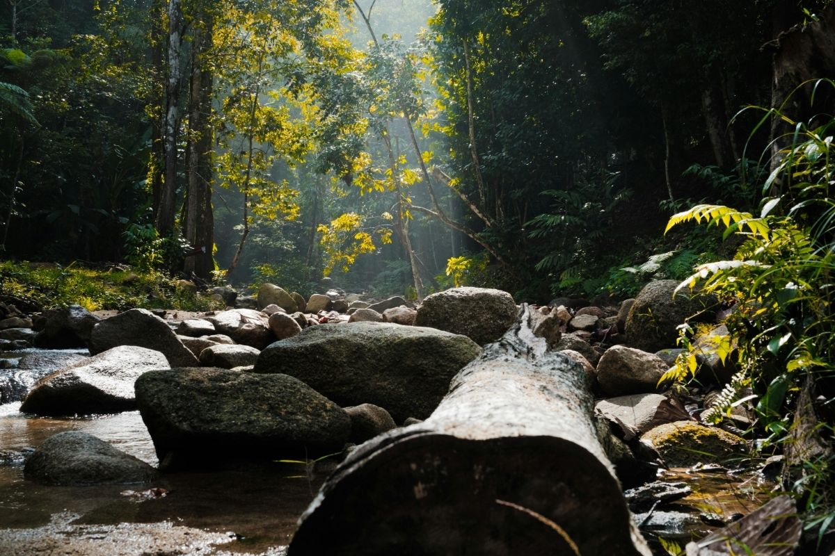 Sous-bois traversé par la lumière, psy-pratique.fr