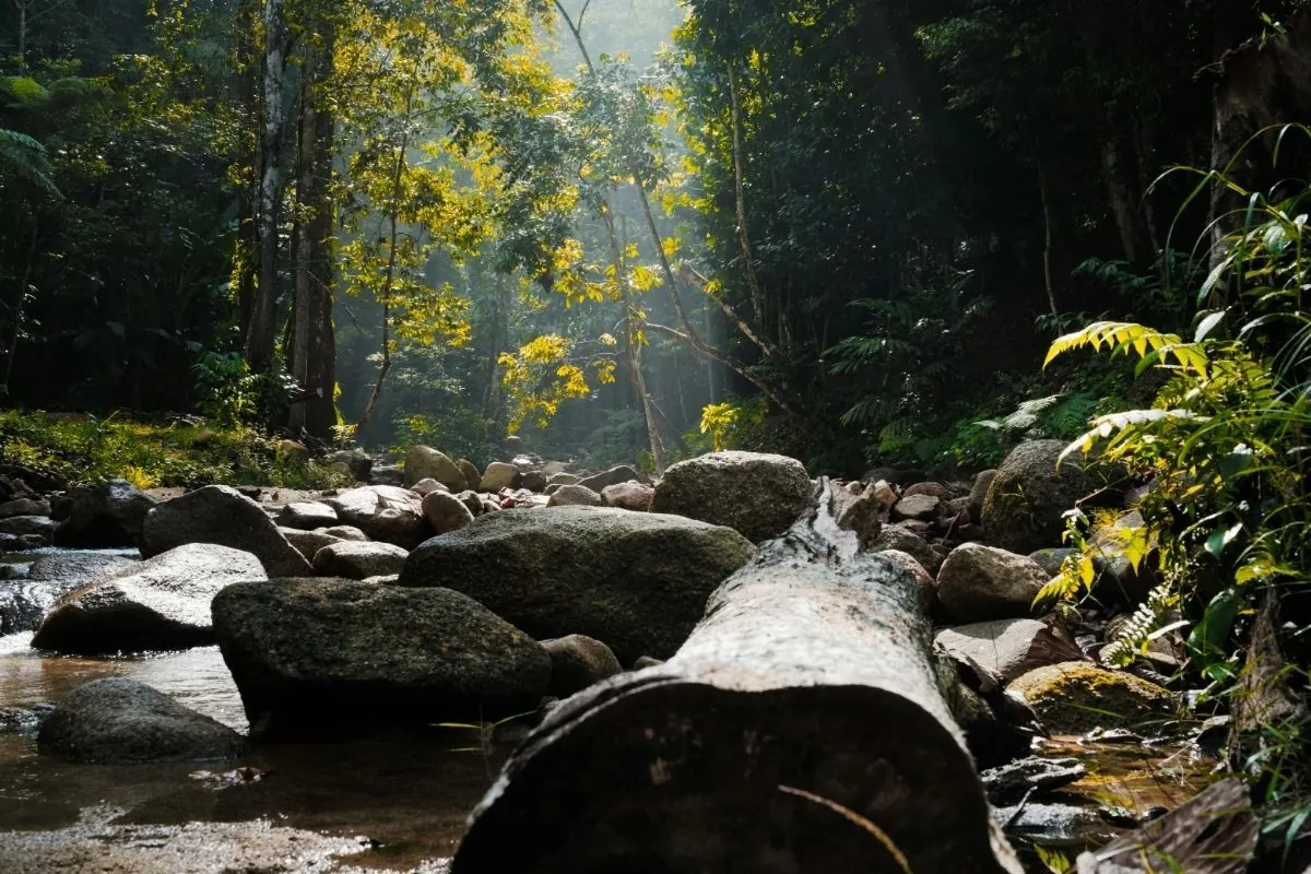 Sous-bois traversé par la lumière, psy-pratique.fr